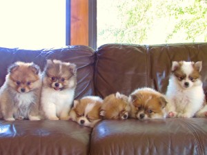 Pomeranians