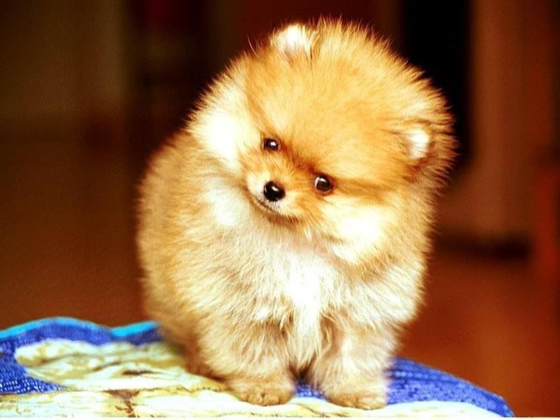 Pomeranian Puppy