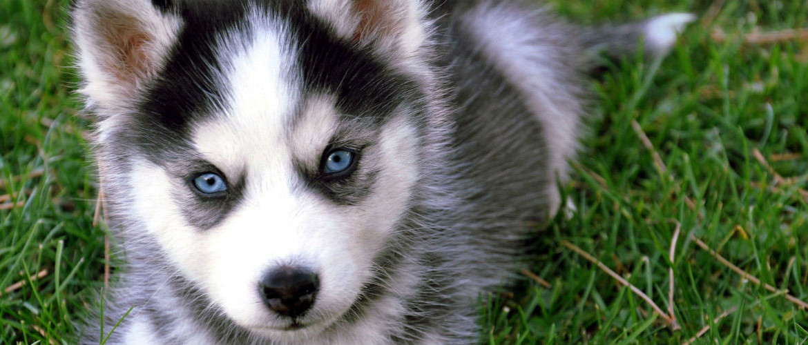 Pomsky Puppies