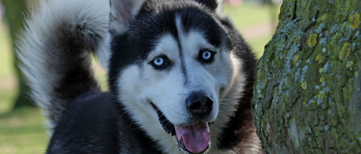 Siberian Husky