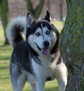 Siberian Husky