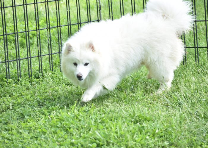 Pomsky for sale