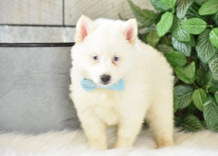 White Pomsky puppies for sale 