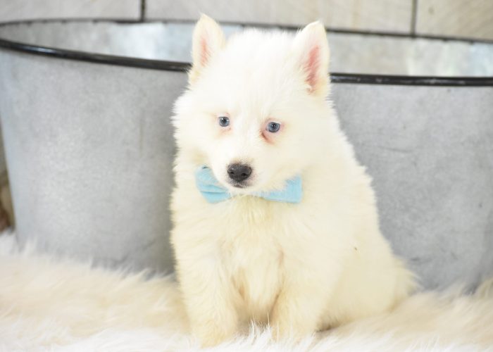White Pomsky puppies for sale 