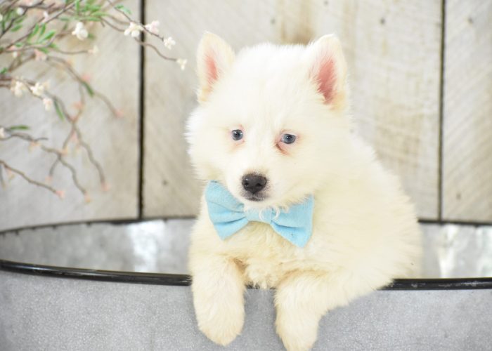 White Pomsky puppies for sale 