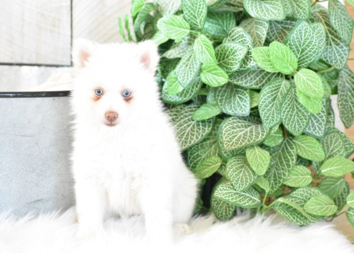 White Pomsky puppies for sale