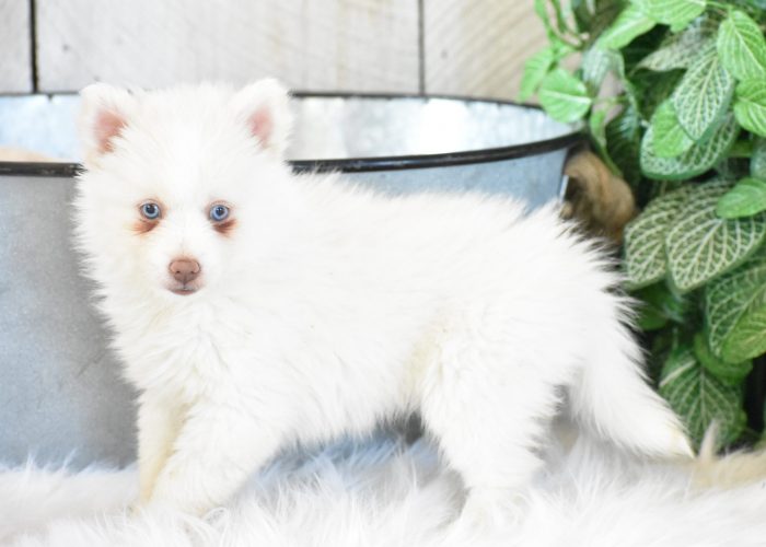 White Pomsky puppies for sale