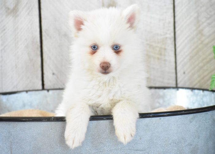 White Pomsky puppies for sale