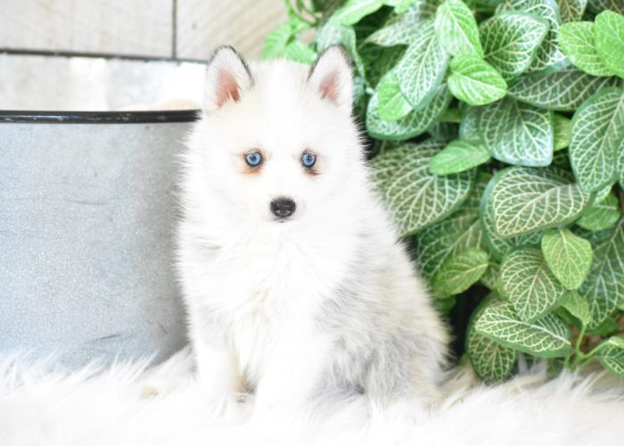 Pomsky Puppies for sale