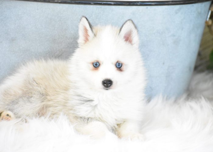 Pomsky Puppies for sale