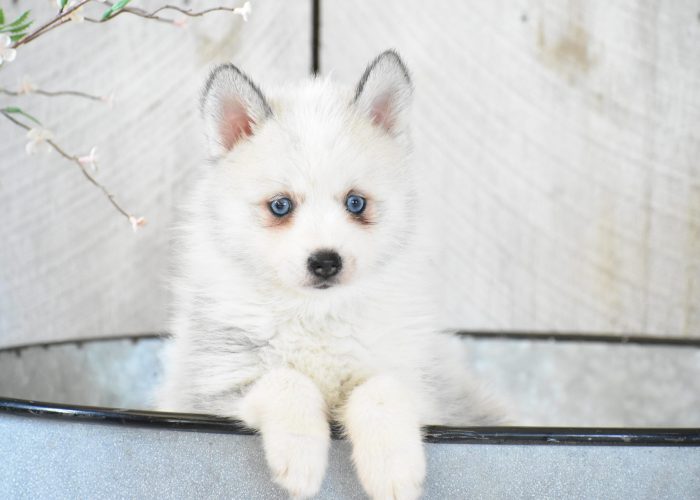 Pomsky Puppies for sale