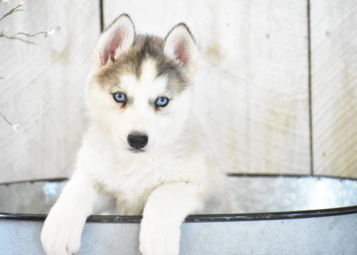 Husky puppies for sale