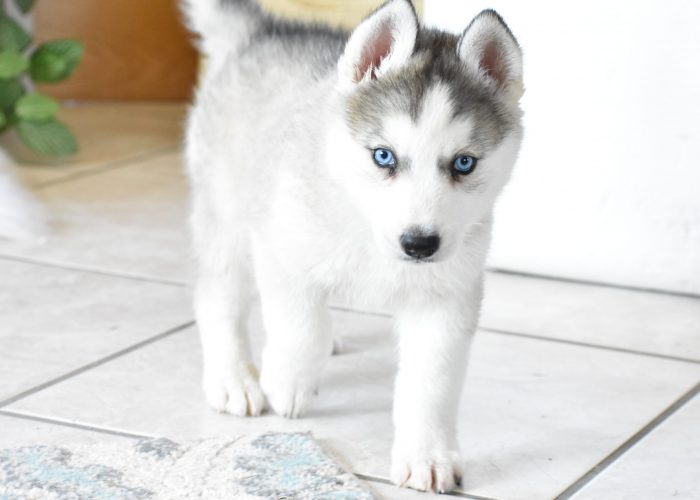 Husky puppies for sale