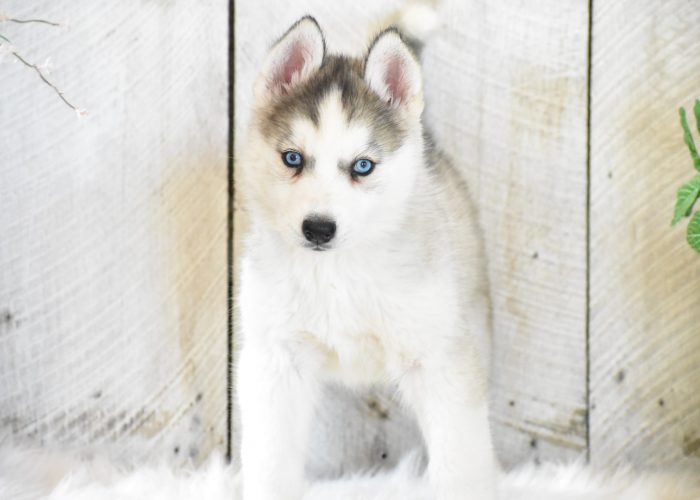 Husky puppies for sale