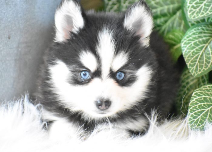 Pomsky Puppies for sale