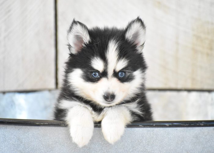 Pomsky Puppies for sale