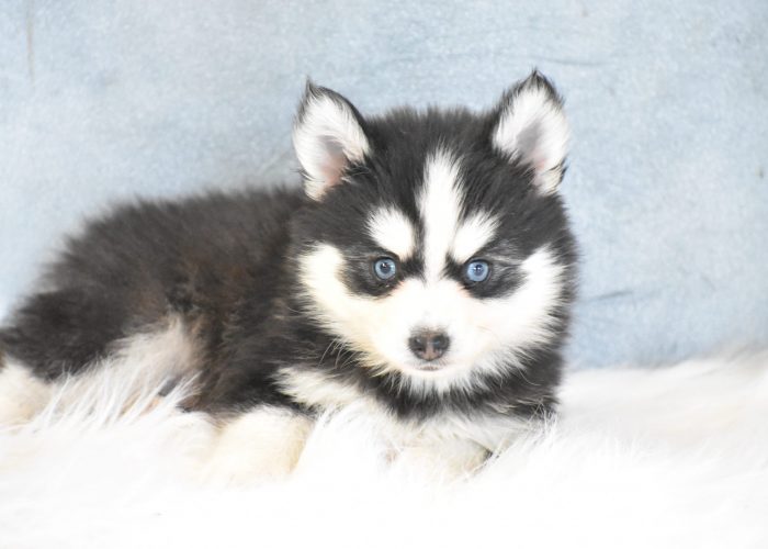 Pomsky Puppies for sale