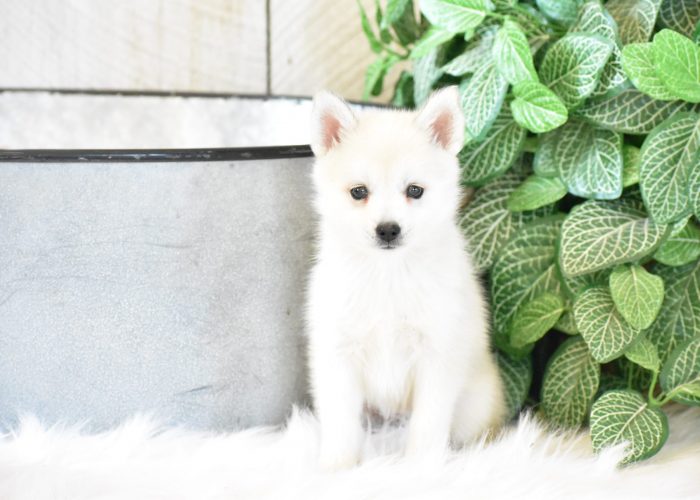 Pomsky puppies for sale