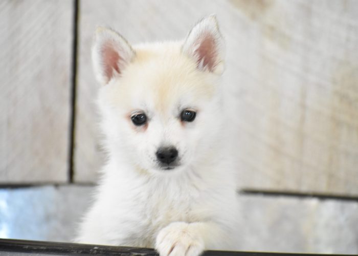 Pomsky puppies for sale