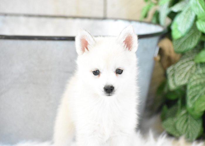 Pomsky puppies for sale