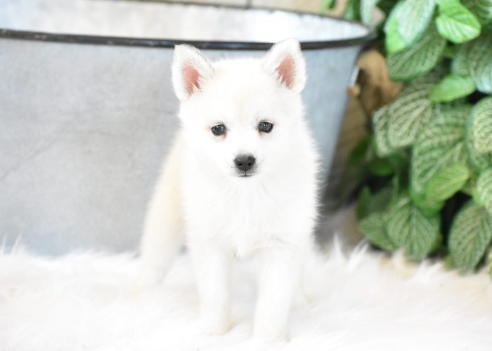 Pomsky puppies for sale