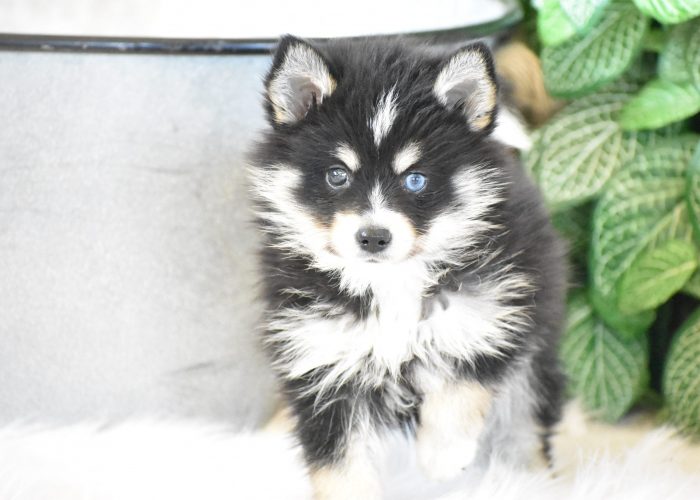 Pomsky Puppies for sale