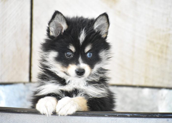 Pomsky Puppies for sale