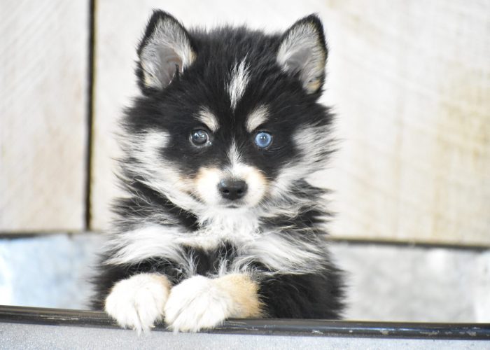 Pomsky Puppies for sale