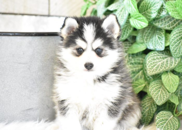 Pomsky Puppies for sale