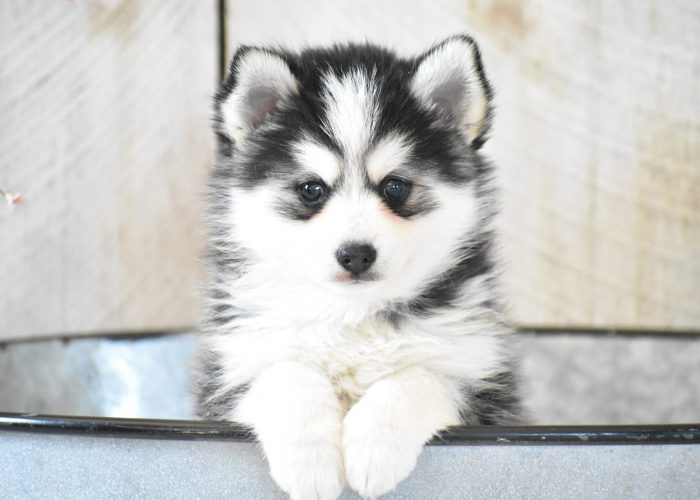 Pomsky Puppies for sale