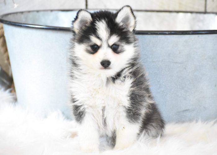 Pomsky Puppies for sale