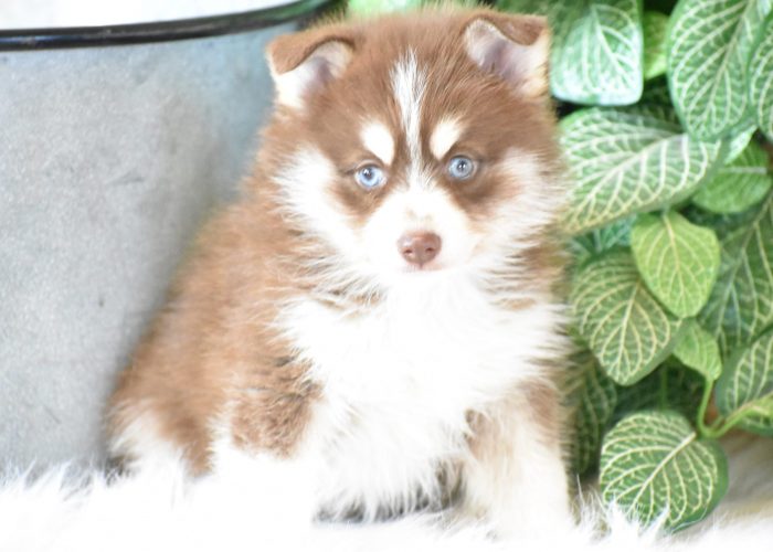 Pomsky Puppies for sale