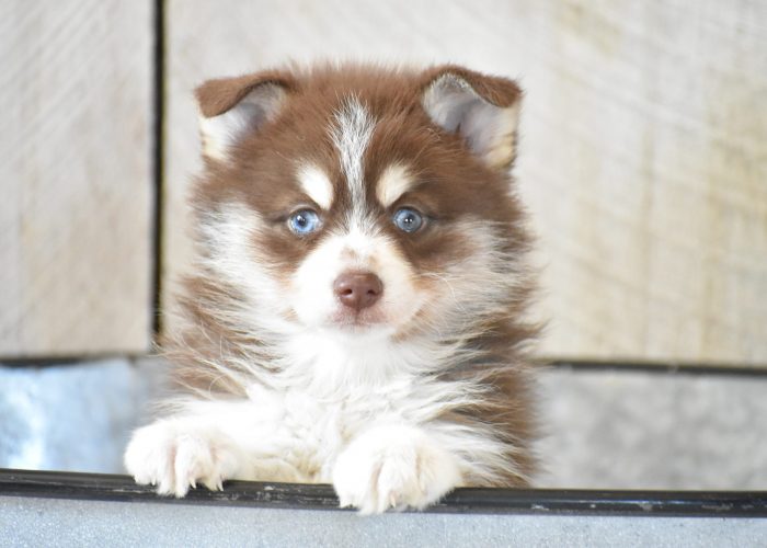 Pomsky Puppies for sale