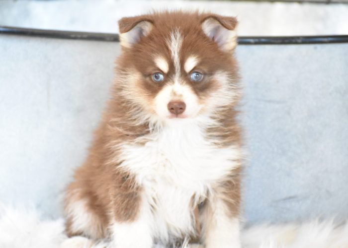 Pomsky Puppies for sale