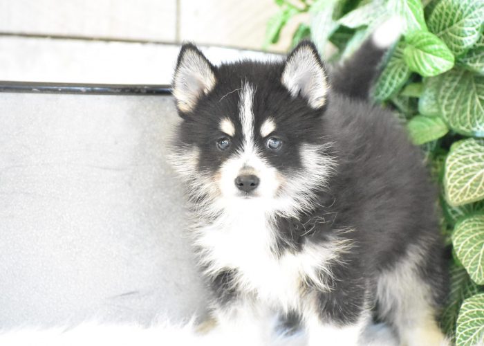 Pomsky Puppies for sale