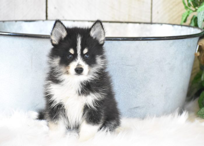 Pomsky Puppies for sale