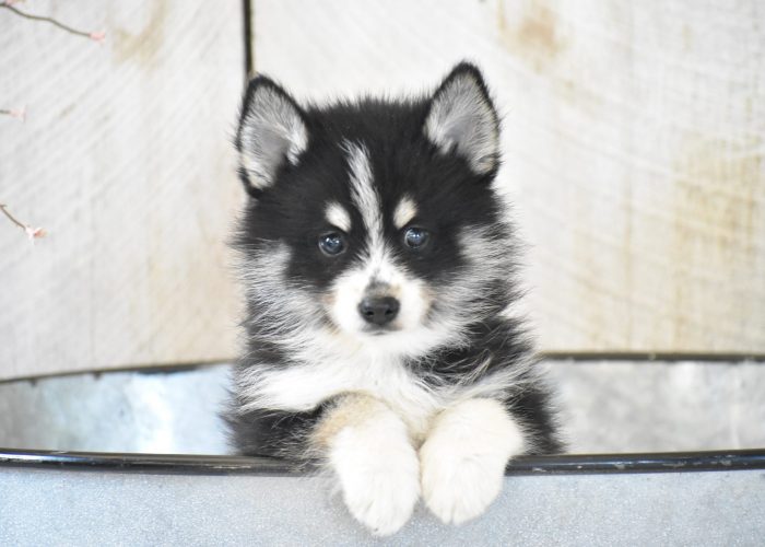 Pomsky Puppies for sale